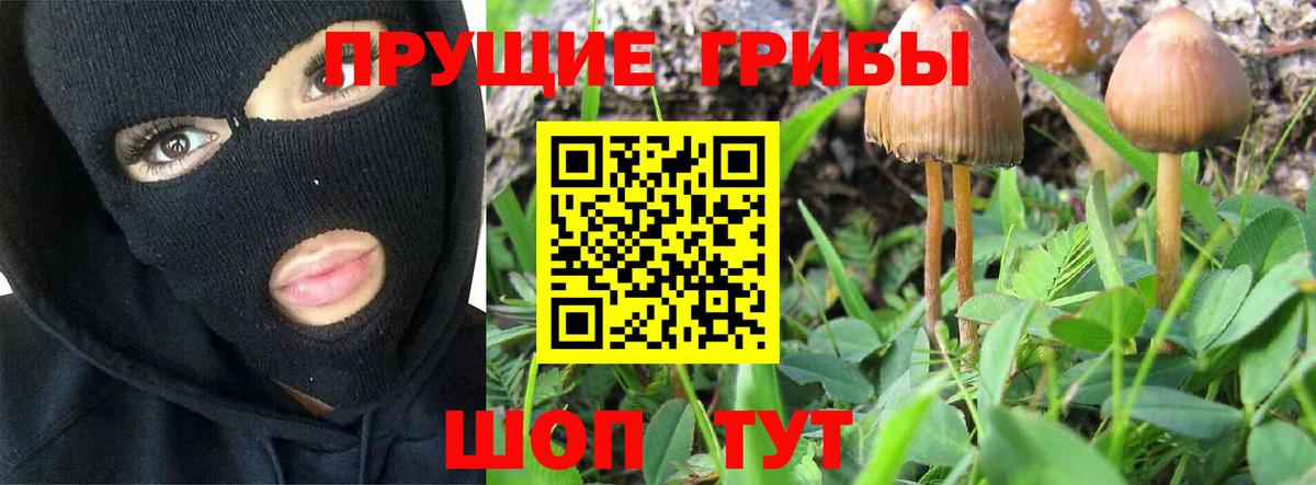 Галлюциногенные грибы Psilocybine cubensis Клинцы